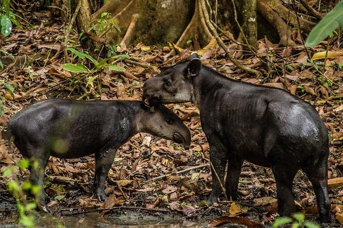 One Day Tour To Corcovado From Sierpe - Inclusions and Exclusions
