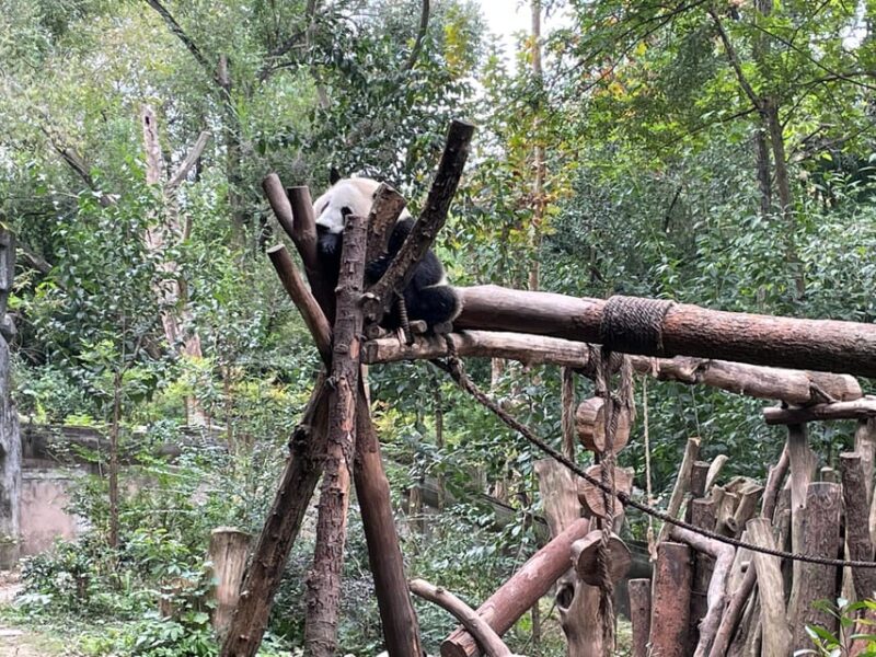 One-Day Tour to Dujiangyan Panda Valley. - Activities and Experiences