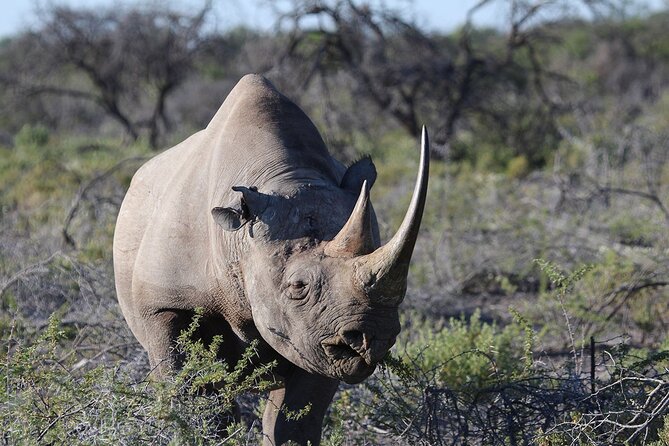 One Day Tour to Maasai Mara Game Reserve From Nairobi - Additional Details