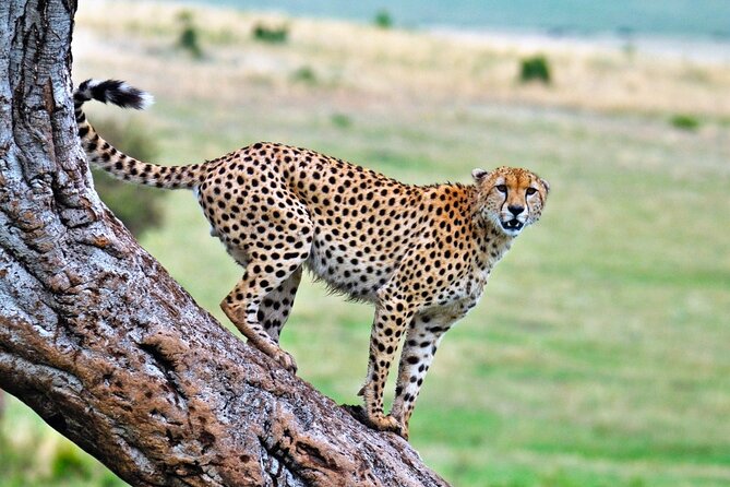One Day Tour to Maasai Mara Game Reserve From Nairobi - Pricing and Availability