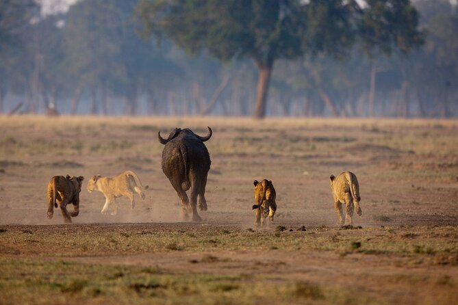 One Day Tour to Maasai Mara Game Reserve From Nairobi - Customer Reviews