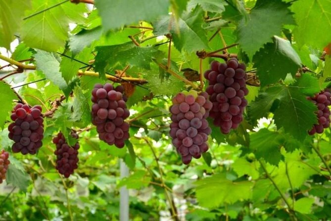 One Day Tour to Oishi Park and Fruit Picking in Mt. Fuji Tokyo - Guides and Language Services