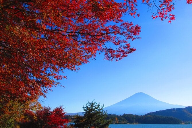 One Day Tour to Oishi Park and Fruit Picking in Mt. Fuji Tokyo - Key Points