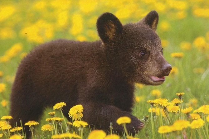 One Day Trip Bear Sanctuary Dracula Castel and Rasnov Fortress From Brasov - Pickup and Logistics