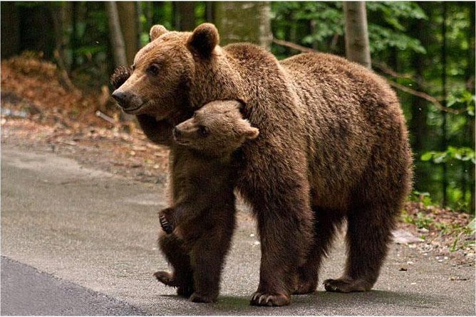 One Day Trip Bear Sanctuary Dracula Castel and Rasnov Fortress From Brasov - Traveler Feedback Highlights