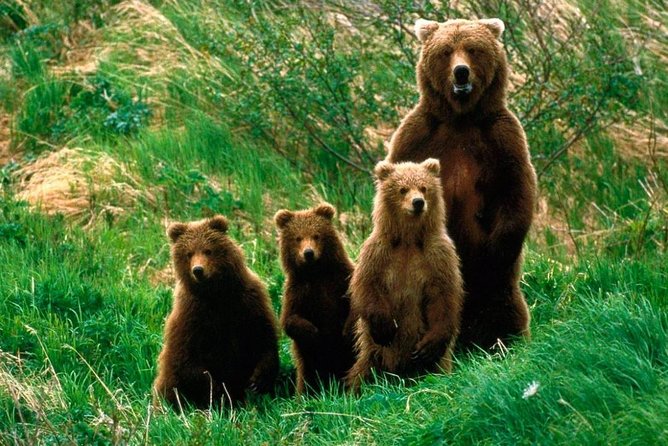 One Day Trip Bear Sanctuary Dracula Castel and Rasnov Fortress From Brasov - Whats Included