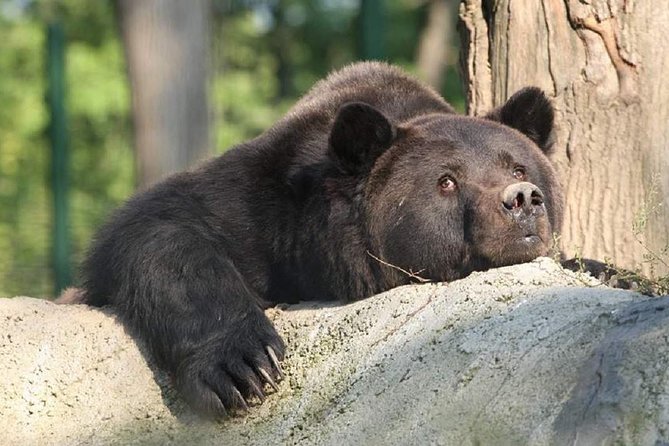 One Day Trip Bear Sanctuary, Dracula Castle, Rasnov Fortress From Brasov - Knowledgeable Tour Guide Included