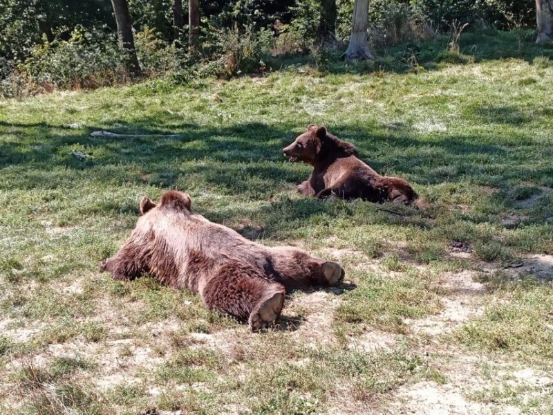 One Day Trip Bear Sanctuary, Dracula Castle, Rasnov Fortress - Transportation and Logistics