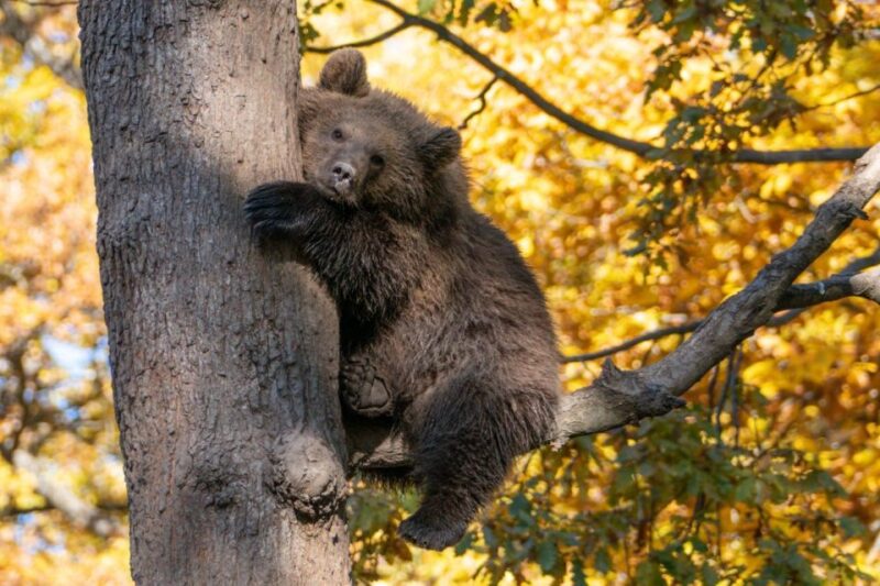 One Day Trip Bear Sanctuary, Dracula Castle - Itinerary Details