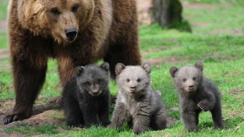 One Day Trip Bear Sanctuary, Dracula Castle - Sanctuary Experience