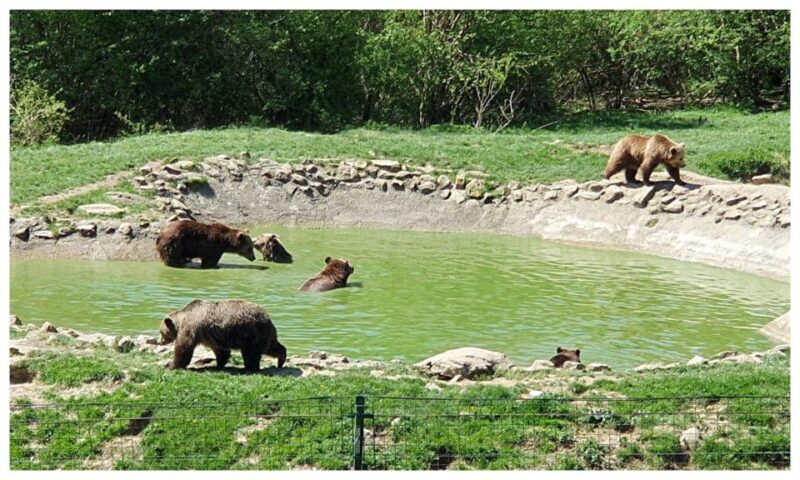One Day Trip Bear Sanctuary, Dracula Castle - What to Bring