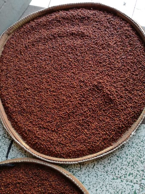 One Day Trip to Pepper Farm, Chhngok Temple and Salt Field - Explore Pepper Farm in Kampot