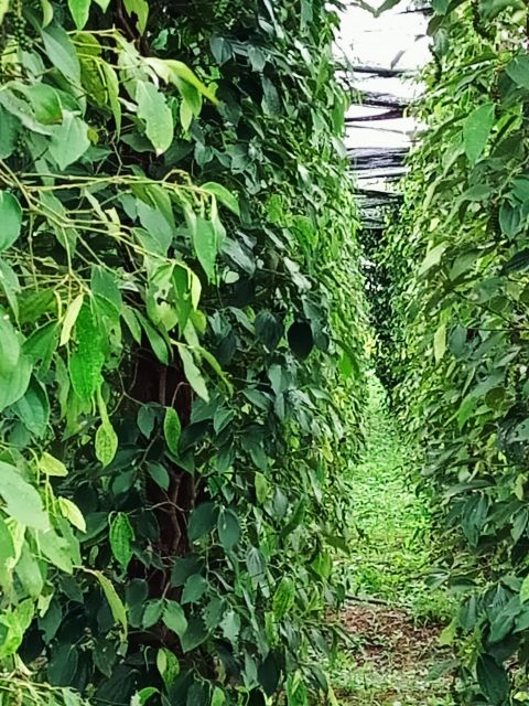 One Day Trip to Pepper Farm, Chhngok Temple and Salt Field - Frequently Asked Questions