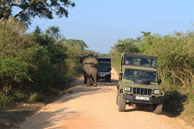 One Day Udawalawe Safari from Galle/Mirissa/Unawatuna/Hikkaduwa - Discovering Sri Lanka’s Wildlife and Culture on One Day