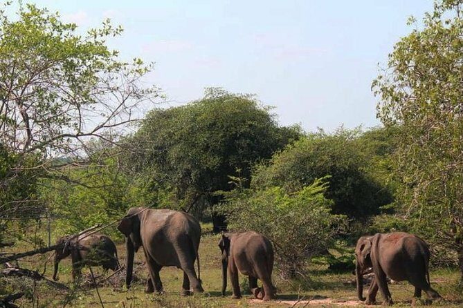 One Day Udawalawe Safari from Galle/Mirissa/Unawatuna/Hikkaduwa - Frequently Asked Questions