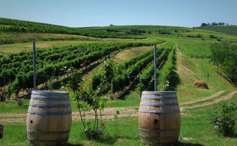 One Day Wine Route by Bike - Customizable Routes