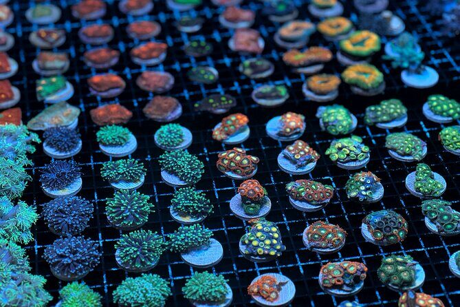 One Hour Coral Farm Tour, Discover Australia's Marine Life - Introduction to the Coral Farm Tour