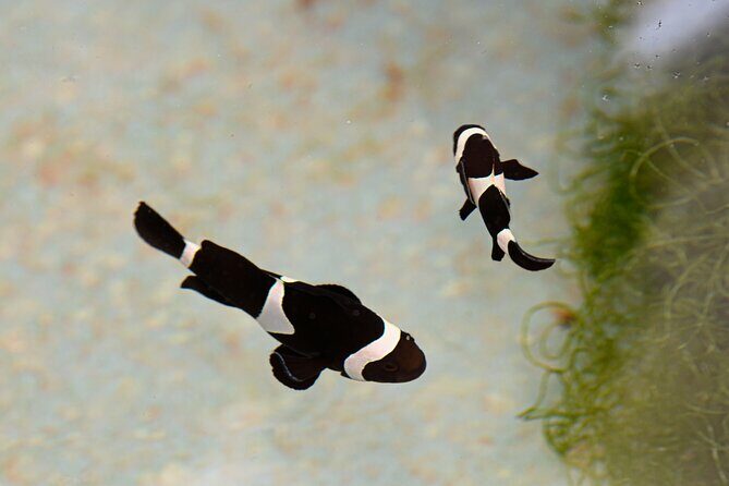 One Hour Coral Farm Tour, Discover Australia's Marine Life - Why This Tour Is Worth Considering