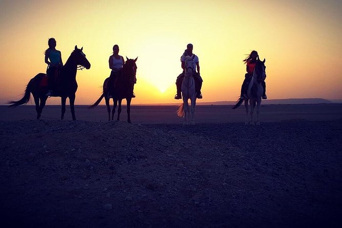One Hour Horse Riding at Desert With Transfer - Sharm El Sheikh - Key Points