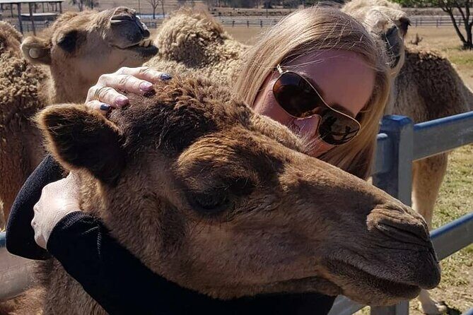 One Hump Camel Farm and Wine Tour - A Detailed Look at the Tour Experience