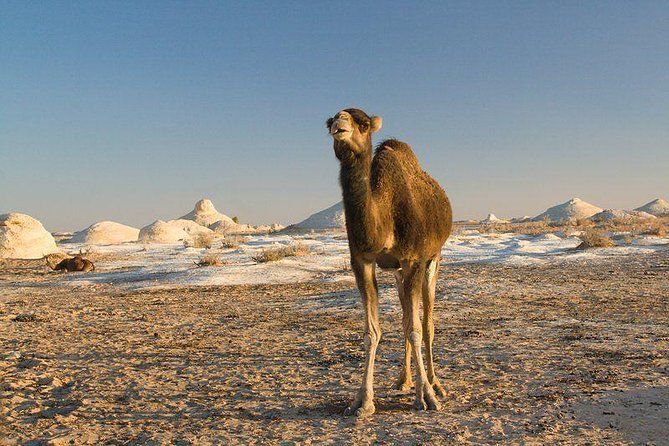 One Night Camping In White & Black Deserts Baharaya Oasis From Cairo - Booking and Cancellation Policy