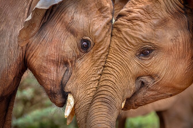 One Night (Mid-range) Amboseli National Park Safari - About Wasili Kenya Safaris