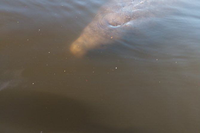 One Tandem Kayak Rental for 2 Hours With Manatee & Dolphin Sightings! - Booking and Confirmation Process