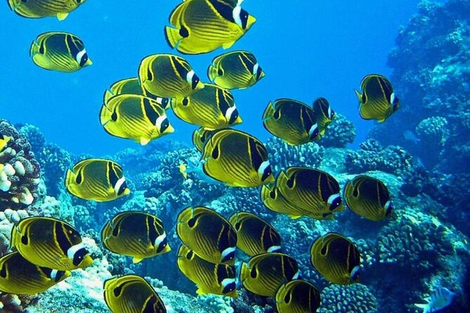 One Tank Boat Dive - Sea Turtles & Tropical Reef - Encountering Sea Turtles