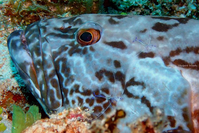 One Tank Dive - One Tank Dive Package Details