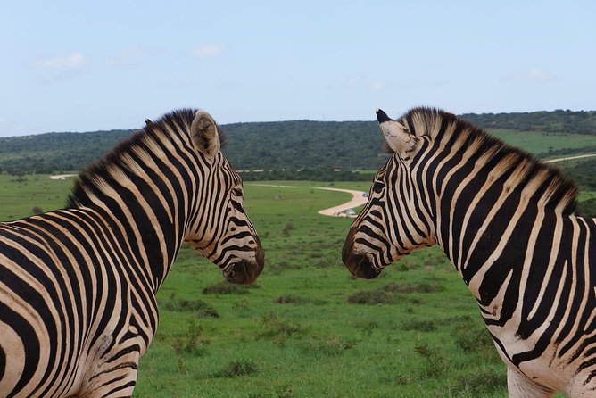 One-Way Hop-On Hop-Off Bus From Port Elizabeth to Cape Town - Pickup and Drop-off Details