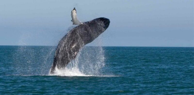 One-week South Coast Nature Cruise - Included Activities