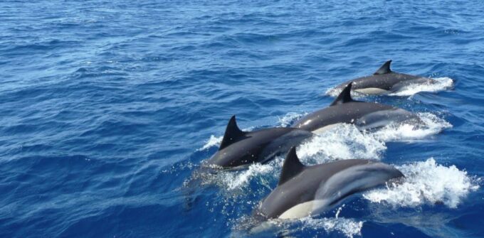 One-week South Coast Nature Cruise - Booking and Cancellation