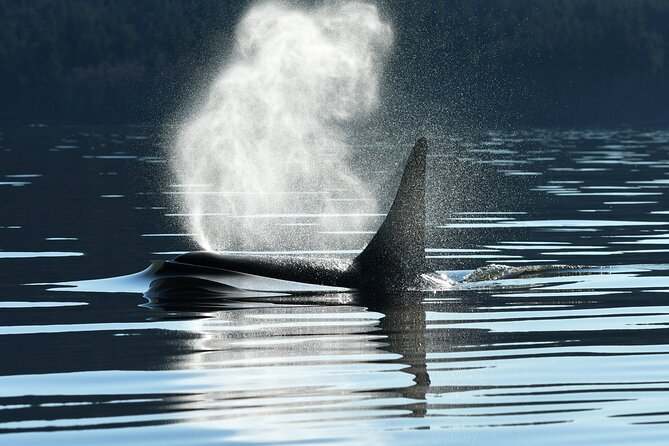 Only Wildlife and Whale Watching Tour Leaving From Seattle - Key Points