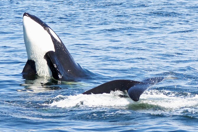 Only Wildlife and Whale Watching Tour Leaving From Seattle - Onboard Amenities and Expert Guidance