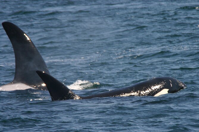 Only Wildlife and Whale Watching Tour Leaving From Seattle - Pricing, Booking, and Cancellation Policy
