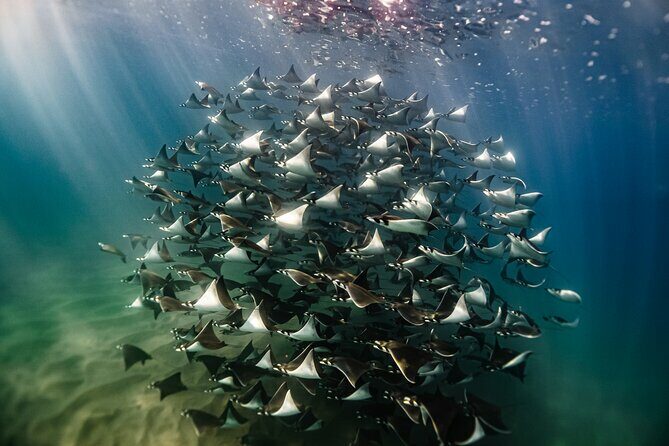 Open Ocean Safari and Whale Watching - Key Points