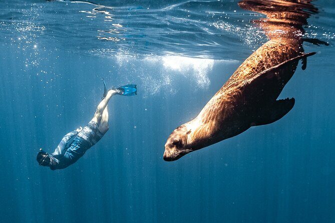 Open Ocean Safari and Whale Watching - An In-Depth Look at the Experience