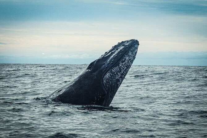 Open Ocean Safari and Whale Watching - FAQs About the Cabo Ocean Safari