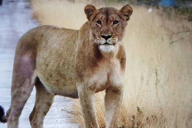 Open Vehical Safari in Kruger National Park Half Day - Ecosystem Exploration