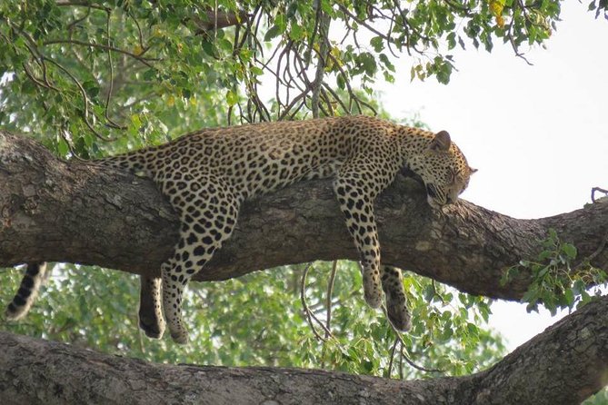 Open Vehical Safari in Kruger National Park Half Day - Convenient Pickup Locations