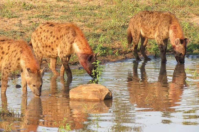 Open Vehical Safari in Kruger National Park Half Day - Inclusions and Timing
