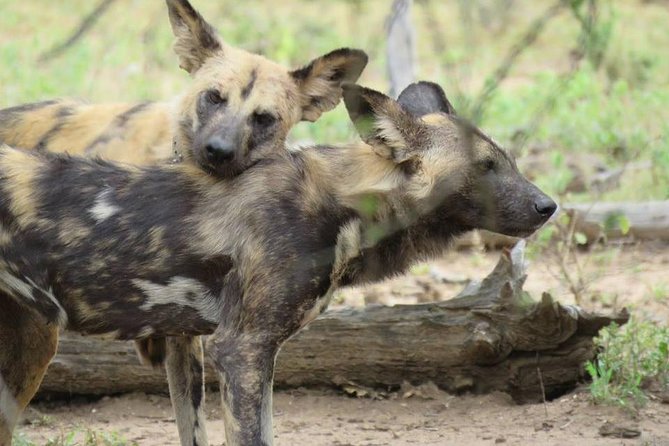 Open Vehical Safari in Kruger National Park Half Day - Frequently Asked Questions