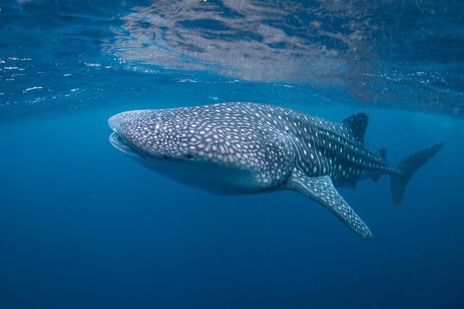 Open Water + Advanced Course - Premium Certifications Package in Nusa Lembongan - Key Points