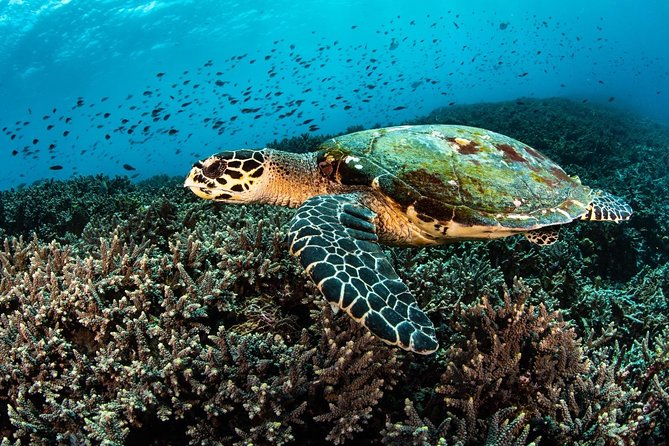Open Water + Advanced Course - Premium Certifications Package in Nusa Lembongan - Souvenir Photos and Videos