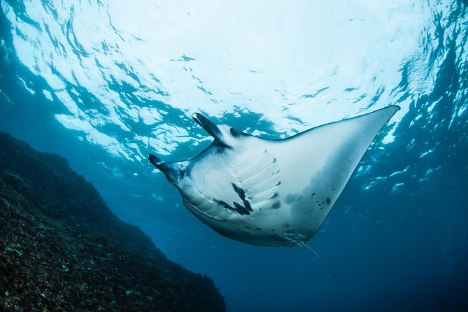 Open Water + Advanced Course - Premium Certifications Package in Nusa Lembongan - Transportation and Meeting