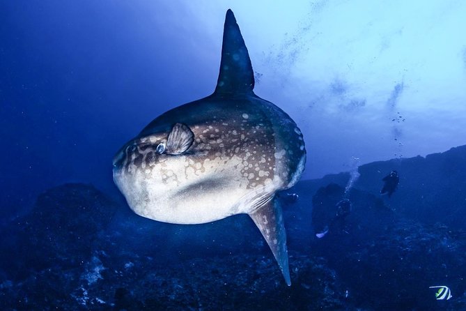 Open Water + Advanced Course - Premium Certifications Package in Nusa Lembongan - Schedule and Availability