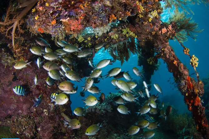 Open Water + Advanced Course - Premium Certifications Package in Tulamben - Restrictions and Requirements