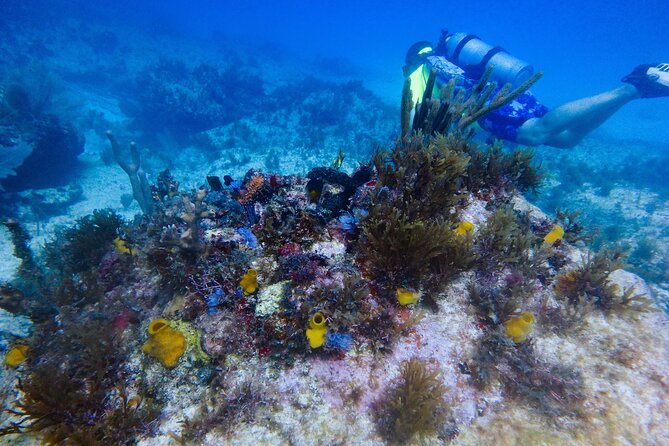 Open Water Certification Course-PADI - Dive Locations