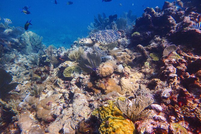Open Water Certification Course-PADI - Instructor Qualifications