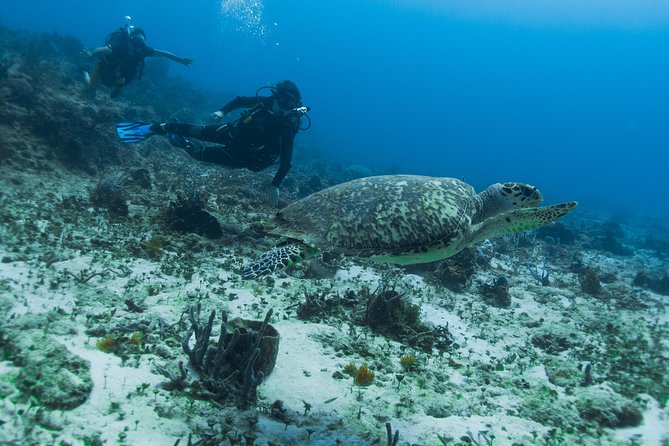 Open Water Course Cozumel - Diving Experiences